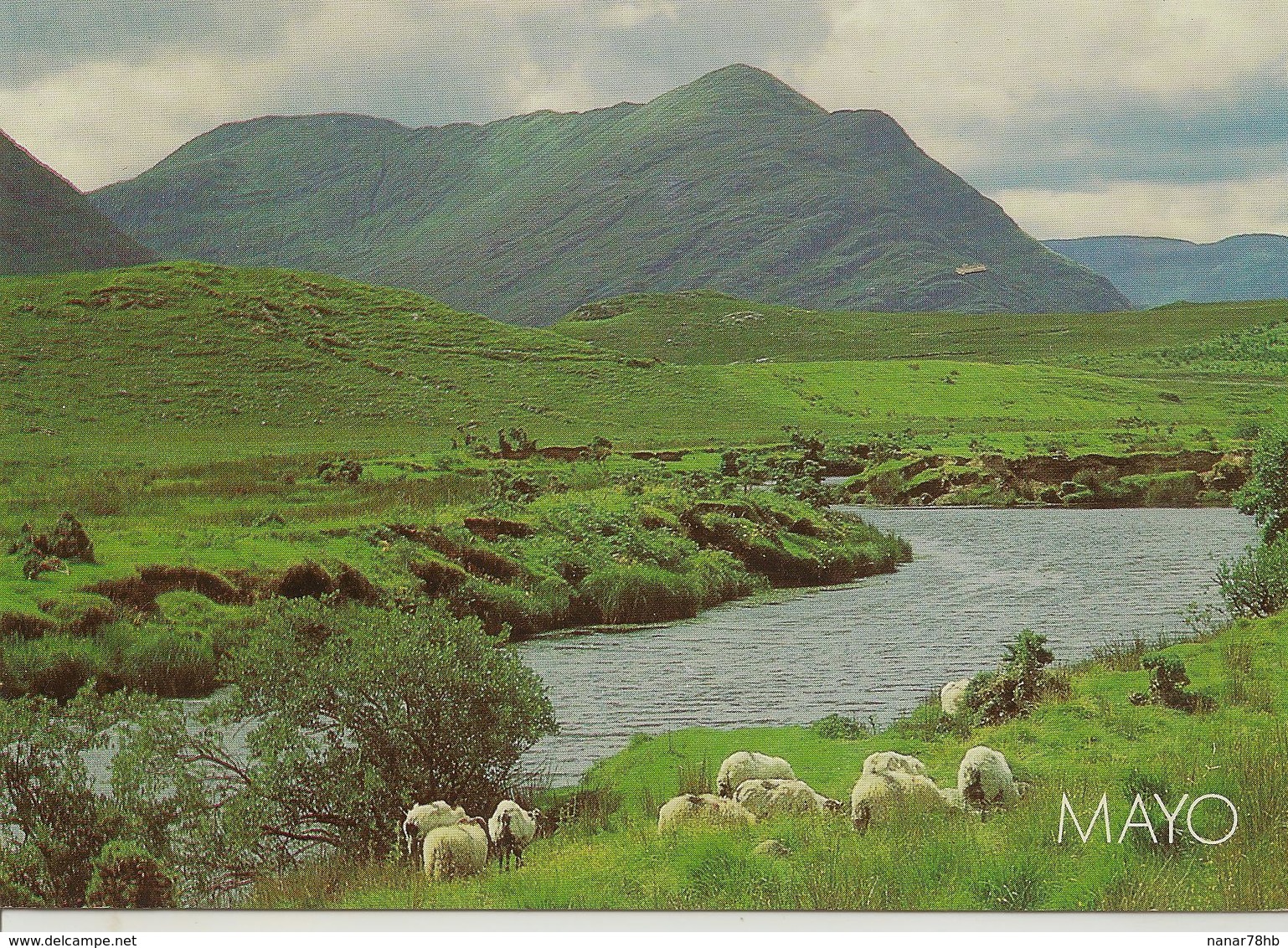 CPM Irlande, Mayo, (montagne, Moutons) - Mayo