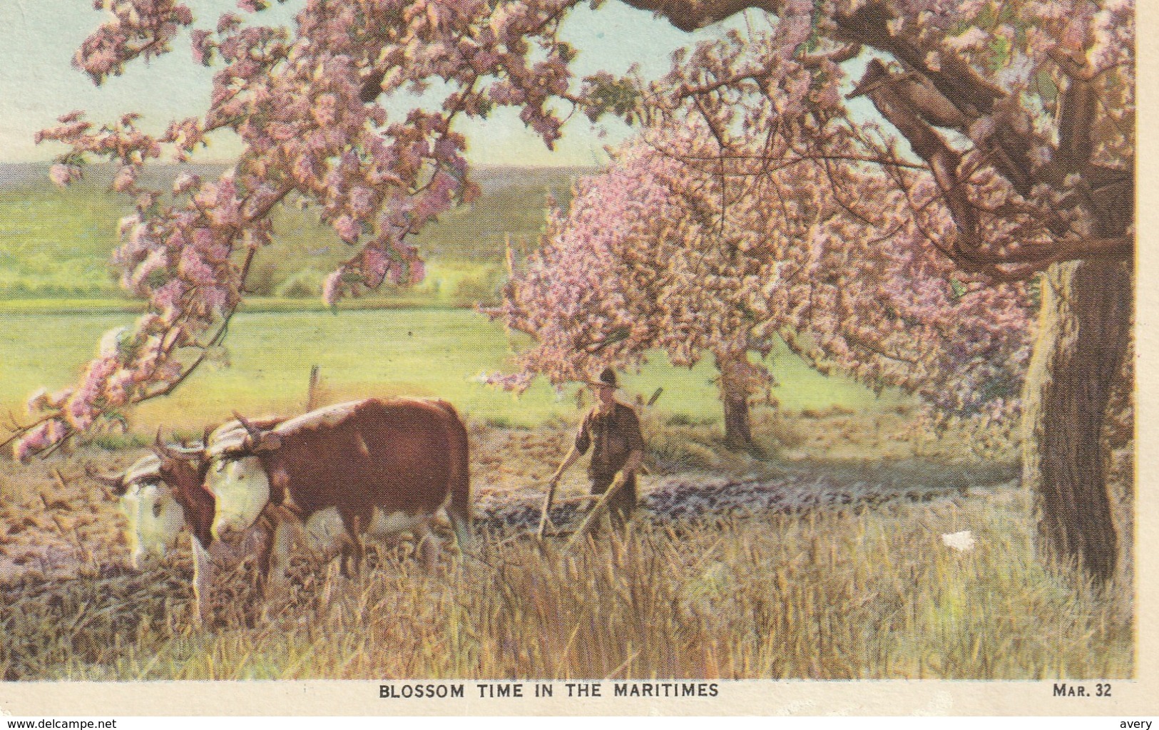 Blossom Time In The Maritimes, Possibly Nova Scotia Watermarks On Back - Autres & Non Classés