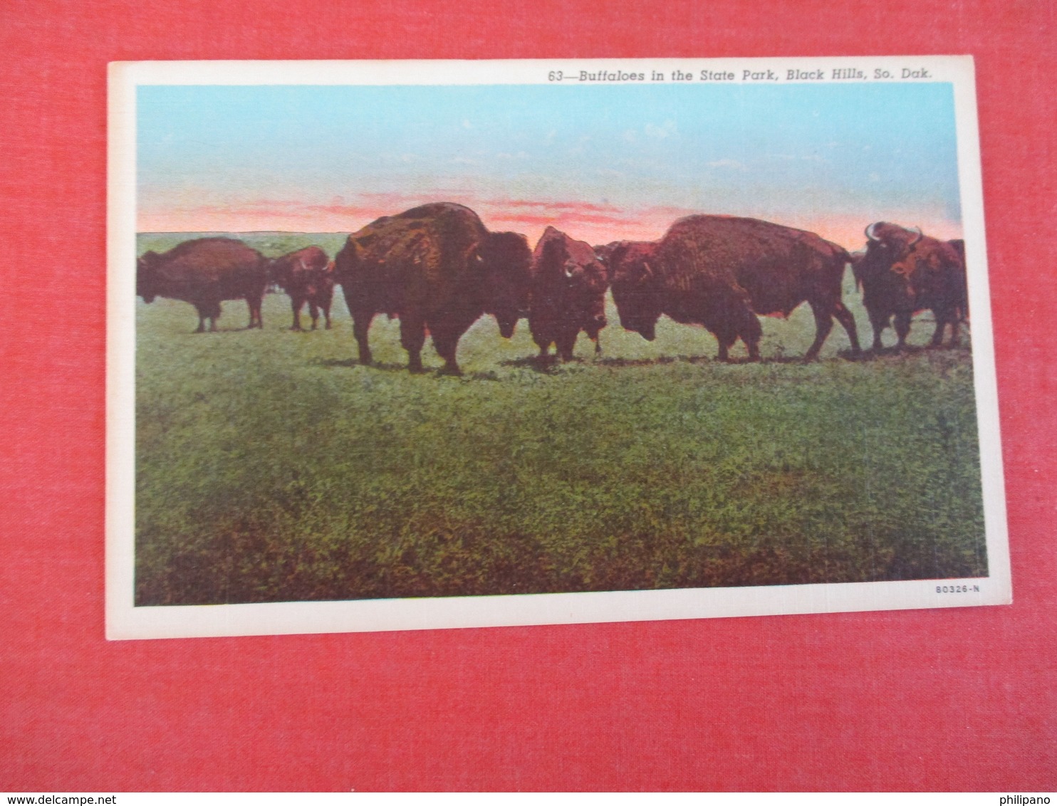 Buffaloes In State Park Black Hills SD     Ref 3048 - Autres & Non Classés