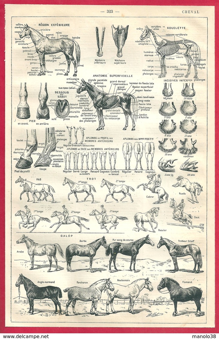 Chevaux, Cheval, Description, Allure, Divers Races..., Larousse 1908 - Autres & Non Classés