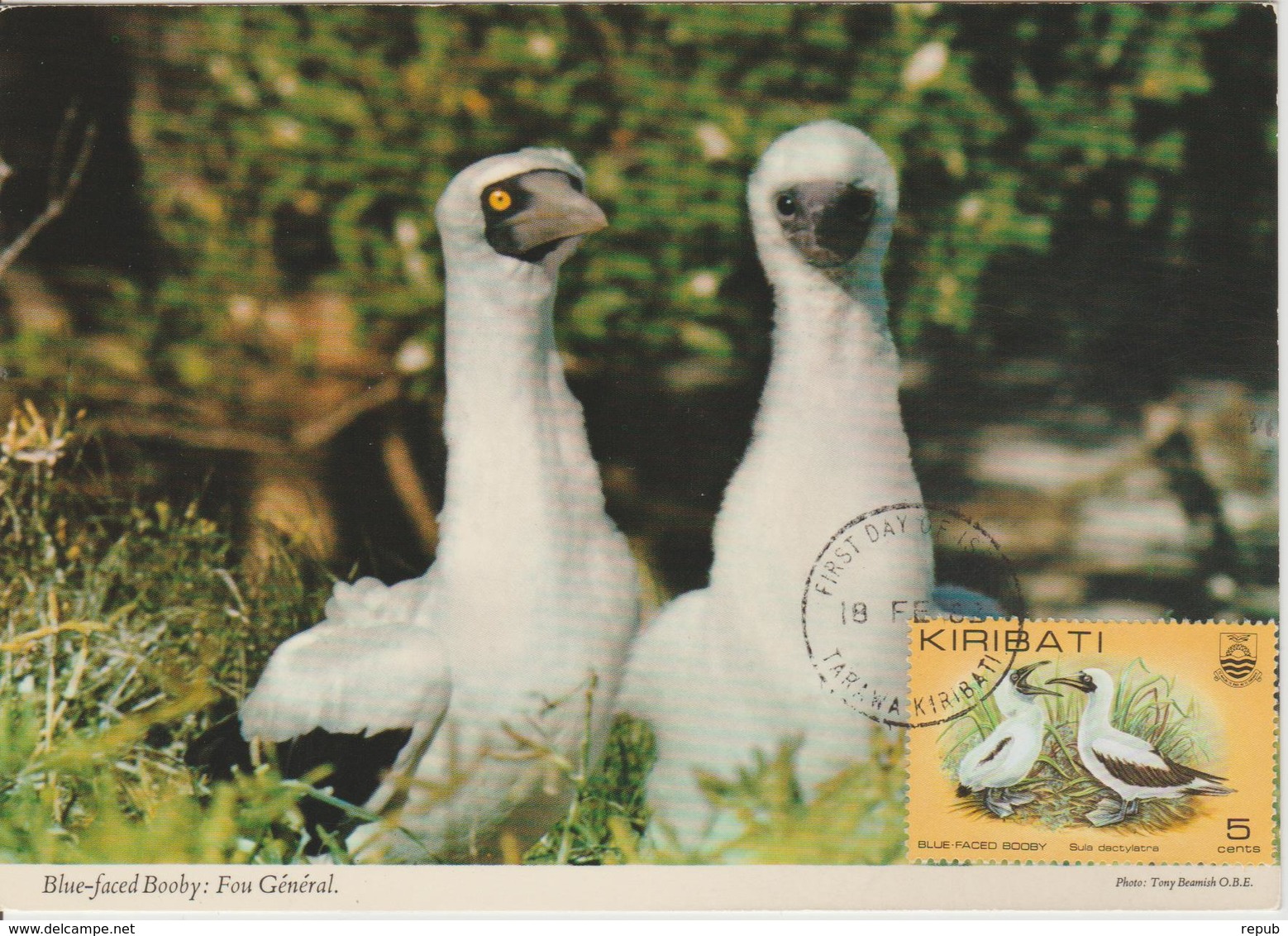 Kiribati Carte Maximum 1982 Oiseaux 65 Fou Masqué - Kiribati (1979-...)