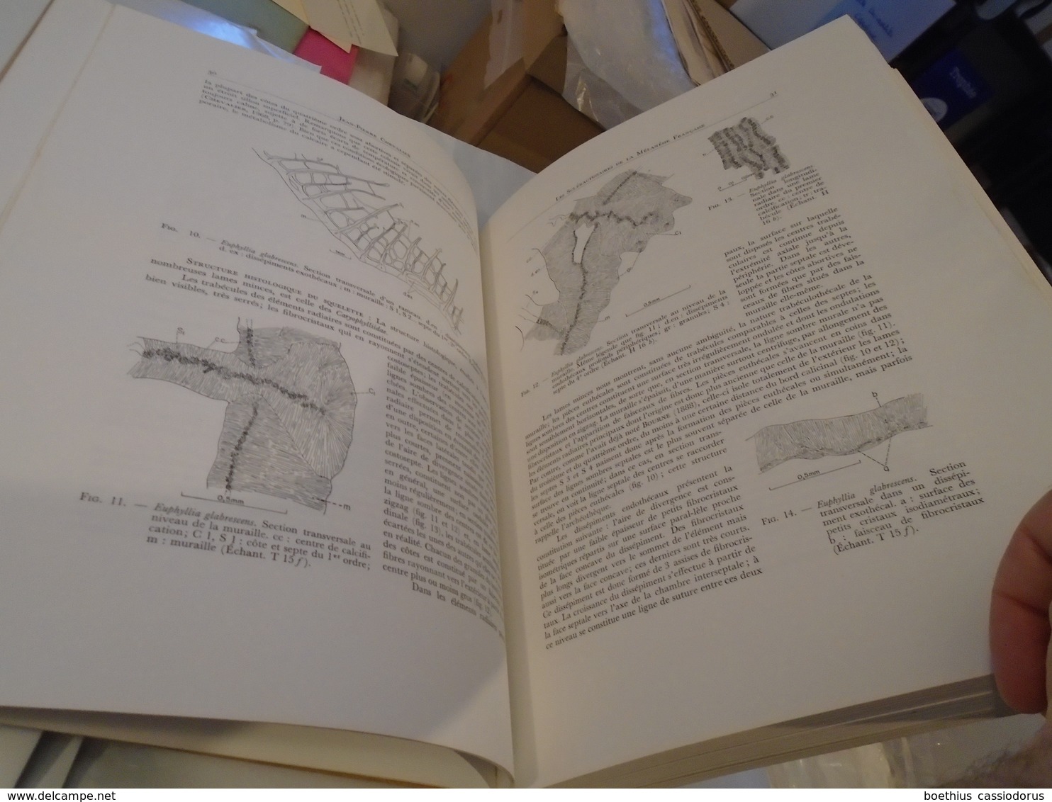 Scléractiniaires Mélanésie française (Calédonie îles Chesterfield Loyauté Nouvelles-Hébrides) corail Cnidaires coraux...