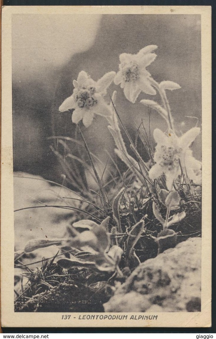 °°° 11294 - LEONTOPODIUM ALPINUM - 1949 °°° - Plantes Médicinales