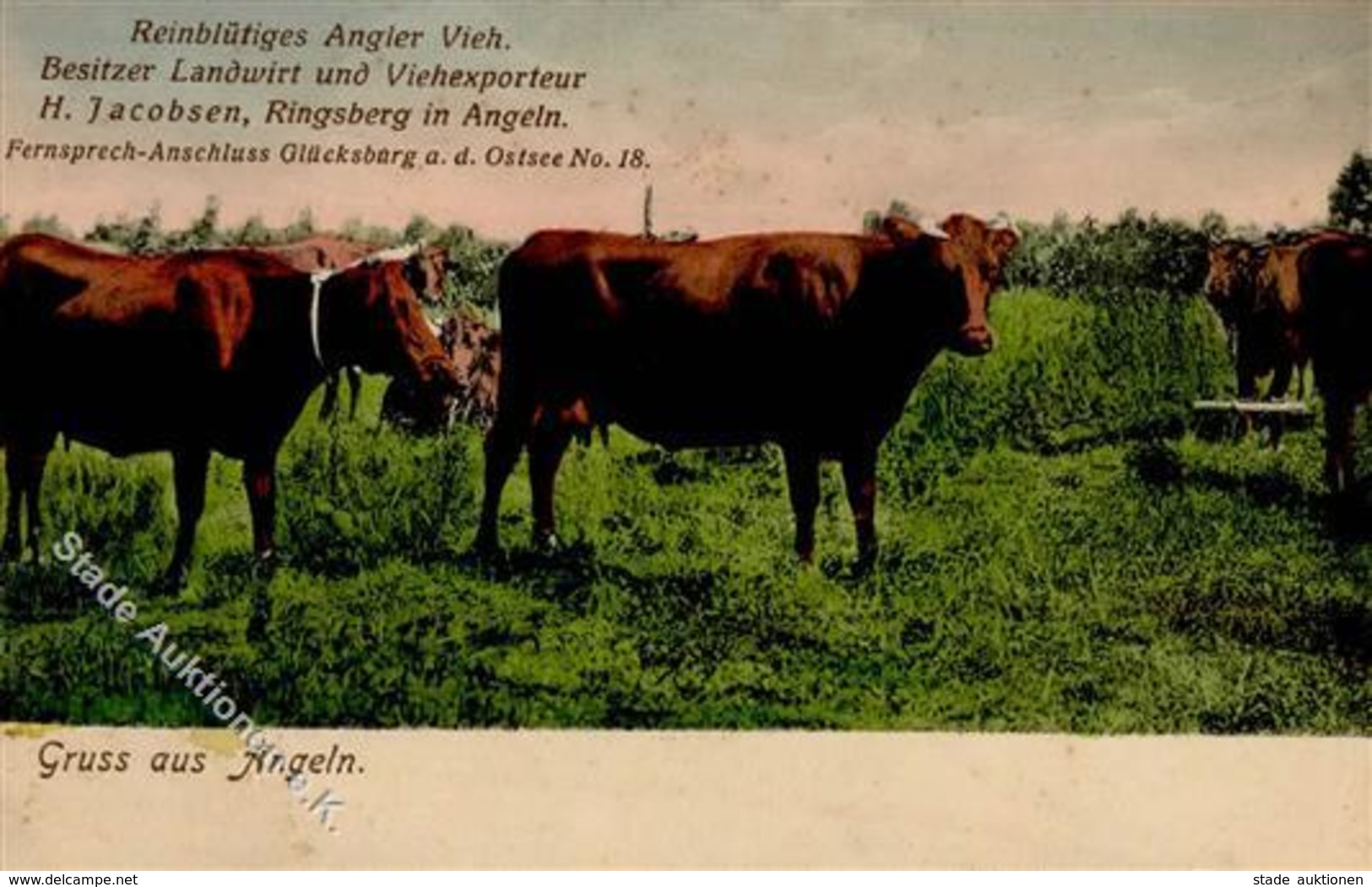 Landwirtschaft - Reinblütiges ANGLER VIEH V. Viegexporteur RINGSBERG,Angeln I-II Paysans - Esposizioni