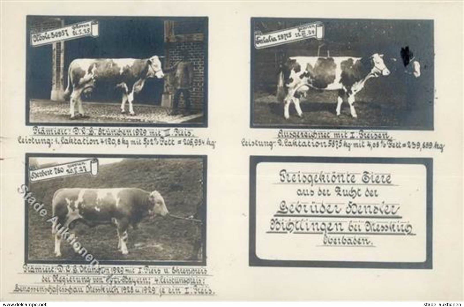 Landwirtschaft Bichtlingen (7790) Kühe Zucht Gebr. Hendler I-II Paysans - Esposizioni