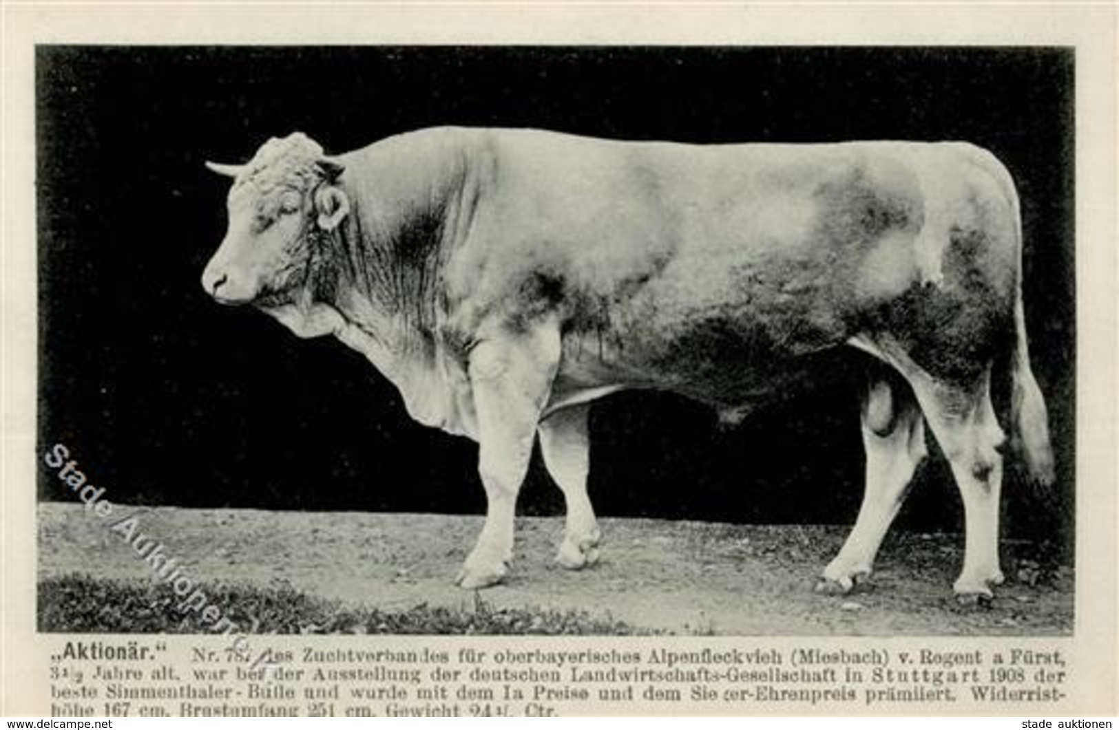 Landwirtschaft Simmenthaler Zuchtbulle I-II Paysans - Esposizioni