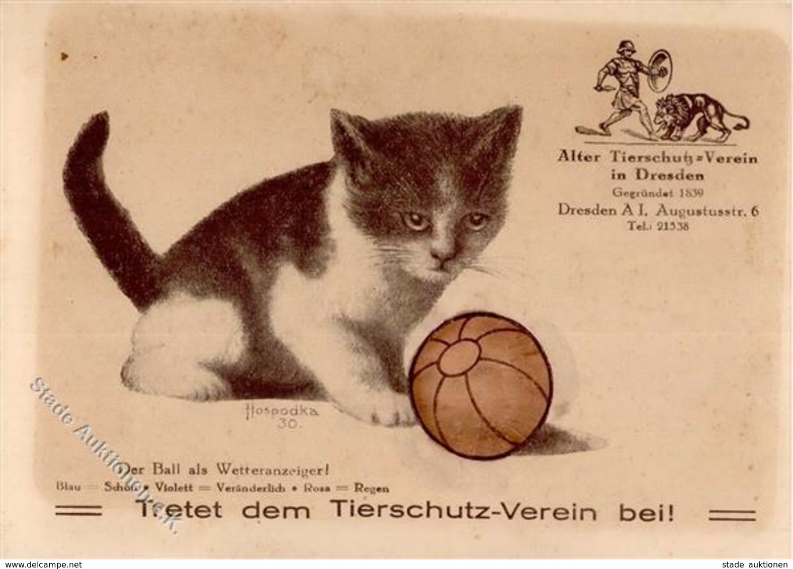 KATZE - Werbekarte (keine Ak) TIERSCHUTZVEREIN DRESDEN Sign. Hospodka 1930 I-II - Gatti