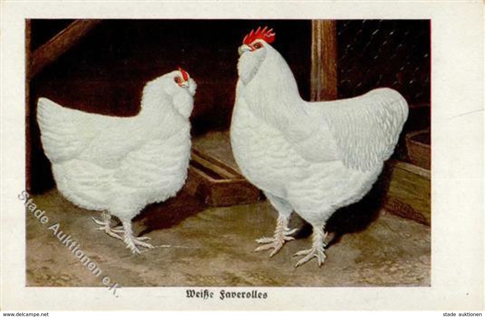 Geflügel Hühner Weiße Faverolles Sign. Zander, Kurt Künstlerkarte I-II - Altri & Non Classificati