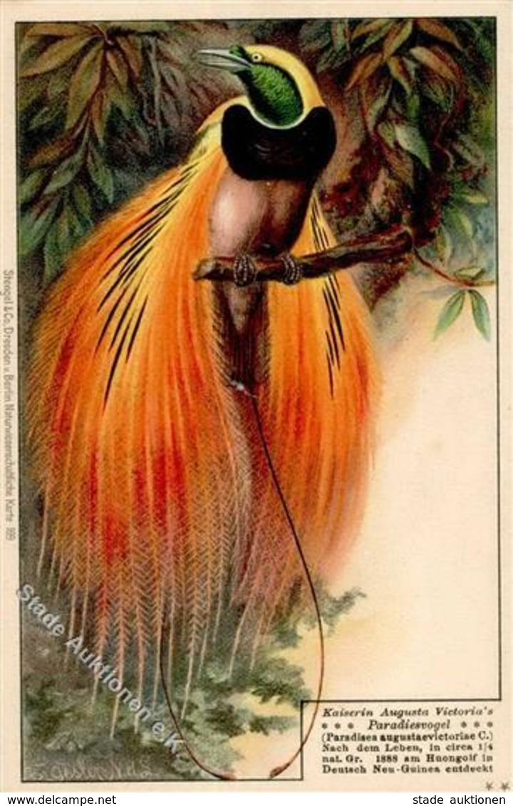 Kolonien Deutsch Neuguinea Kaiserin Augusta Victorias Paradiesvogel Künstlerkarte I-II Colonies - Storia