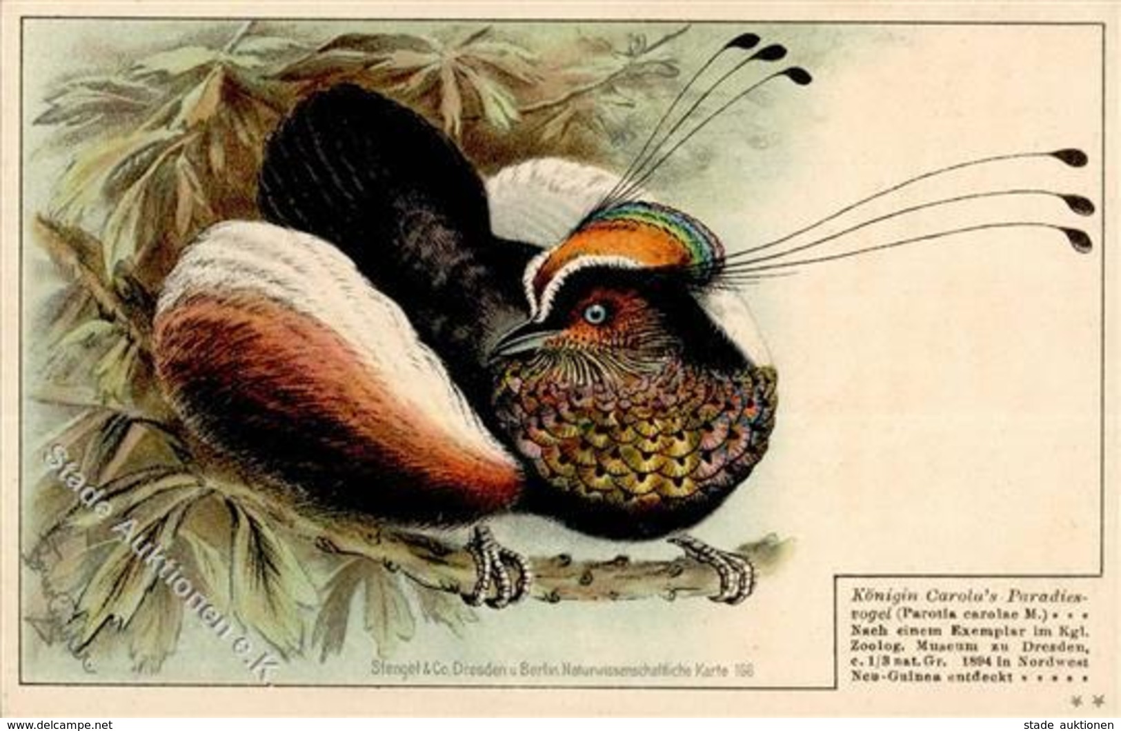Kolonien Deutsch Neuguinea Königin Carolas Paradiesvogel Künstlerkarte I-II Colonies - Storia