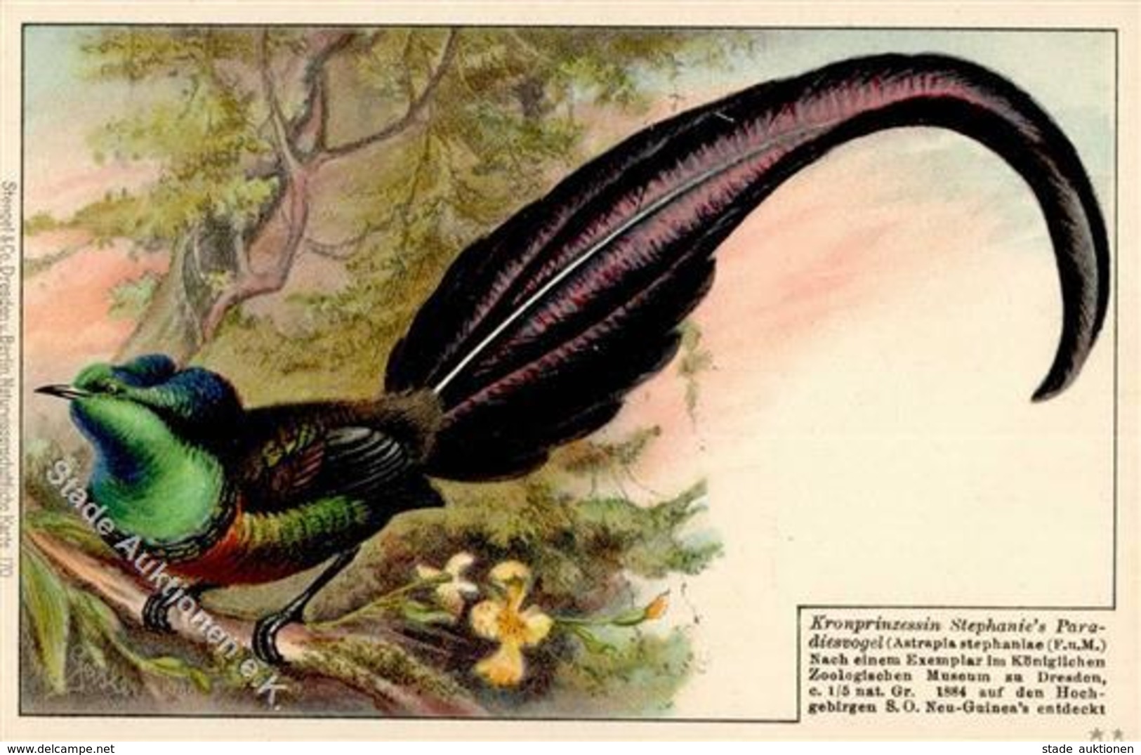 Kolonien Deutsch Neuguinea Kronprinzessin Stephanies Paradiesvogel Künstlerkarte I-II Colonies - Storia