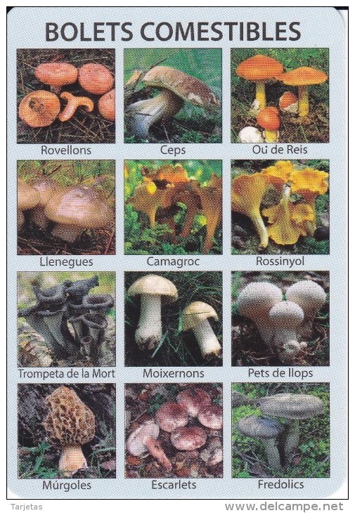 CALENDARIO DEL ESPAÑA DEL AÑO 2016 DE UNAS SETAS (CALENDRIER-CALENDAR) SETA-MUSHROOM-HONGO - Tamaño Pequeño : 2001-...