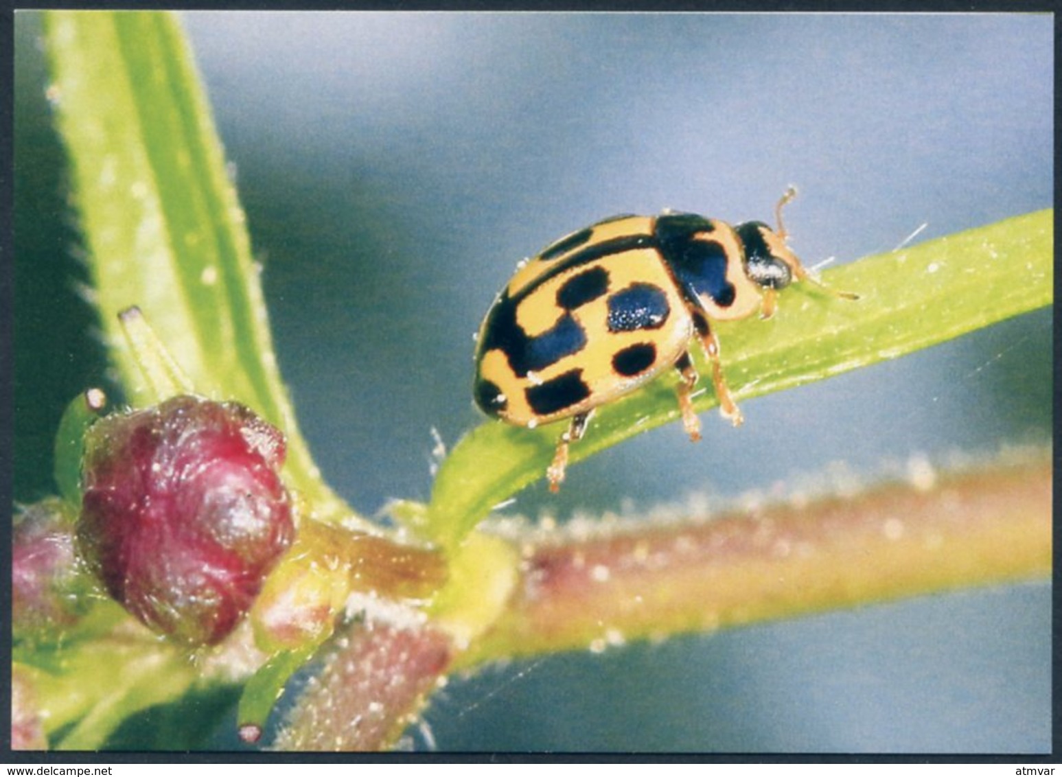14-spotted Ladybird, Propylea Quatuordecimpunctata, Coccinelle à Damier, Vierzehnpunkt-Marienkäfer, Mariquita - Insectos