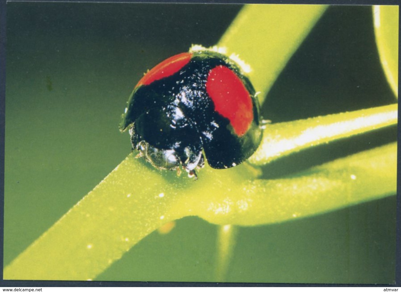 Chilocorus Bipustulatus, Heather Ladybird, Strichfleckige Marienkäfer, Coccinelle, Mariquita - Insectes