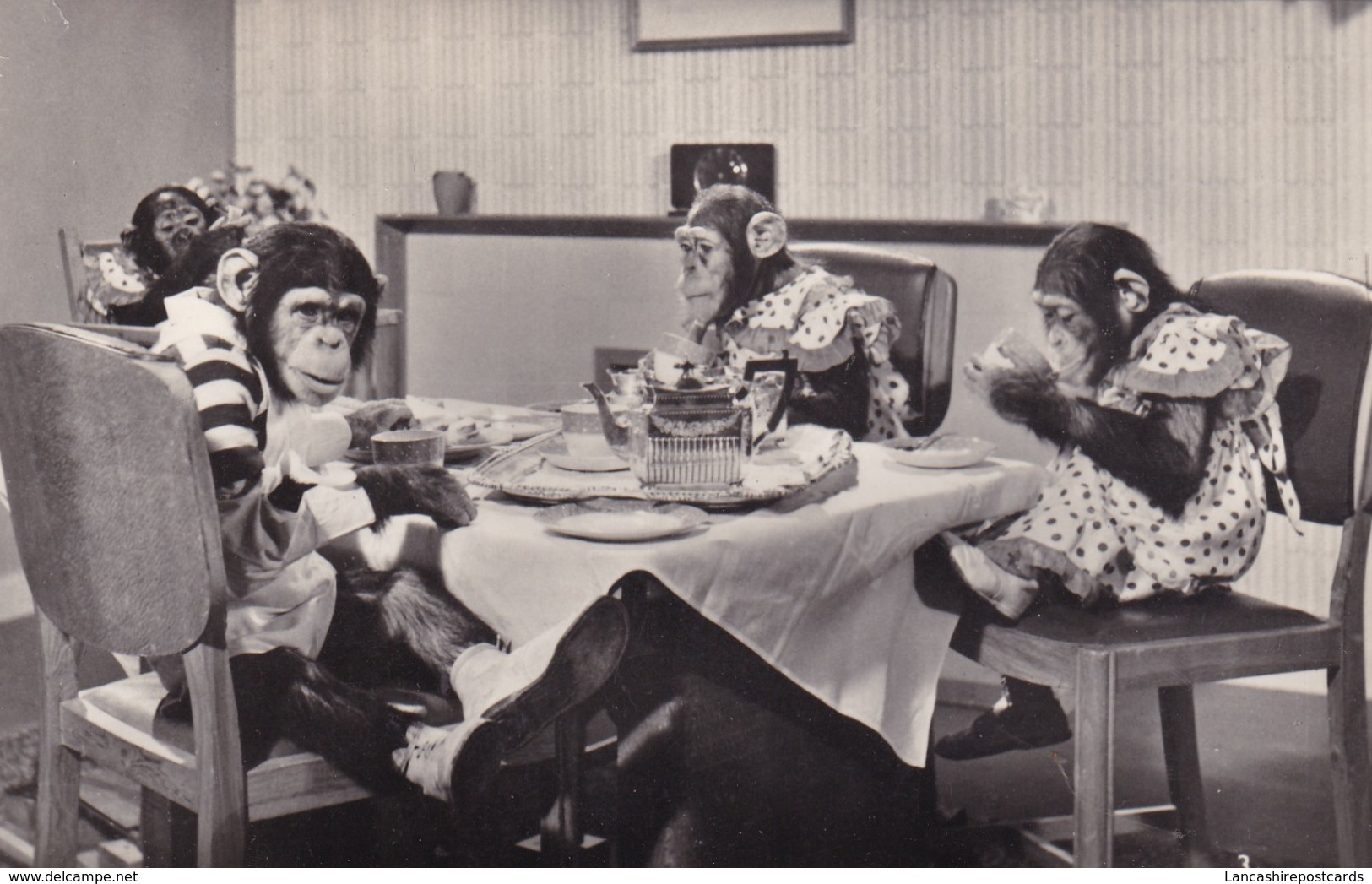 Postcard Brooke Bond's Famous Tea Party Advertisement Anthropomorphic Chimpanzee / Monkey RP My Ref  B12407 - Monkeys