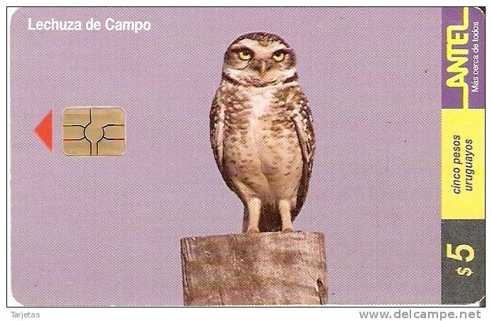 TARJETA DE UN BUHO DE URUGUAY (OWL-CHOUETTE) - Eulenvögel