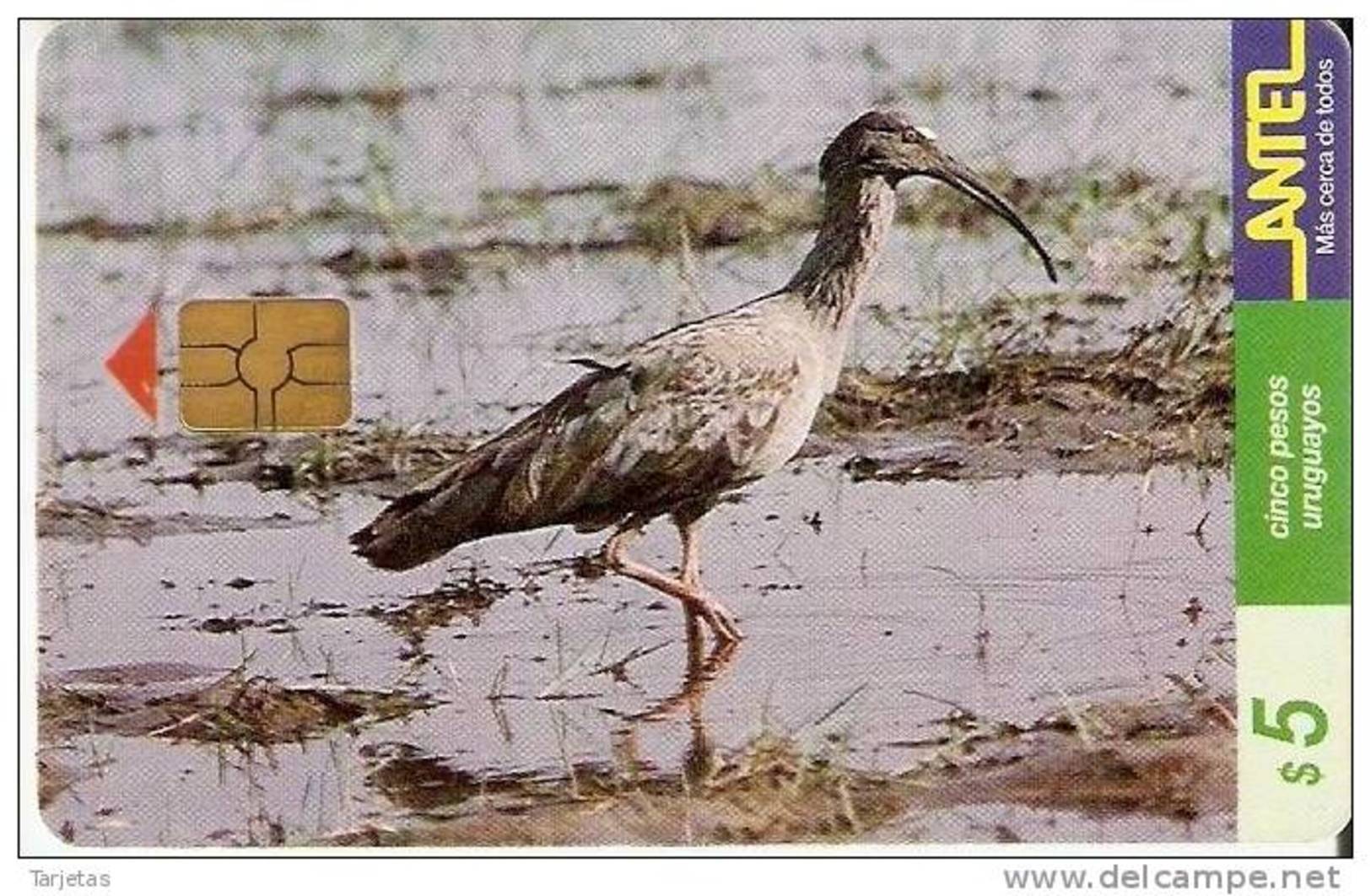 Nº 69 TARJETA DE UN PAJARO DE URUGUAY  BANDURRIA MORA (BIRD) - Otros & Sin Clasificación