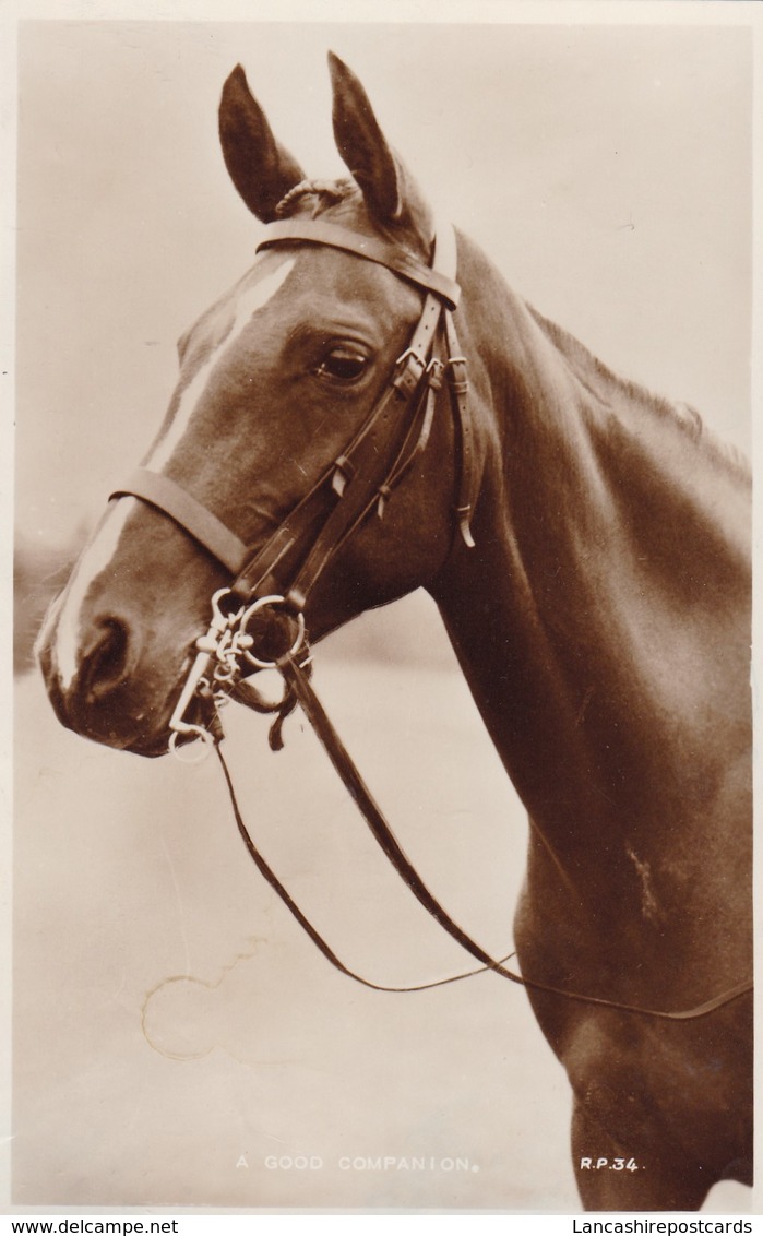 Postcard Close Up Study Of Horse Titled A Good Companion RP By Valentine's Animal Series My Ref  B12411 - Horses