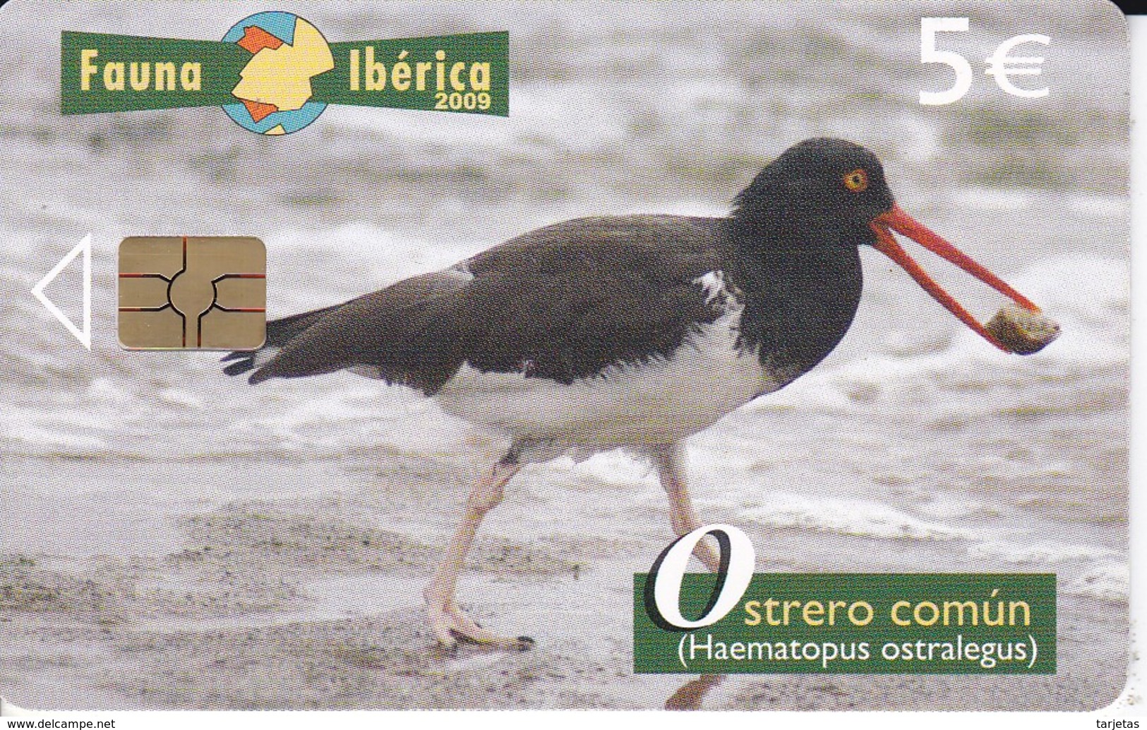 NOVEDAD! TARJETA DE FAUNA IBERICA OSTRERO COMUN TIRADA 65010  (BIRD-PAJARO) - Emisiones Básicas