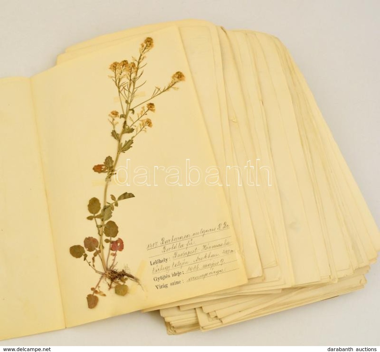 Cca 1930 Herbarium. Kb 100 Db Préselt Növényt, Megnevezésüket, Lelőhelyeiket Tartalmazó Herbárium Lapokon, Jó állapotban - Zonder Classificatie