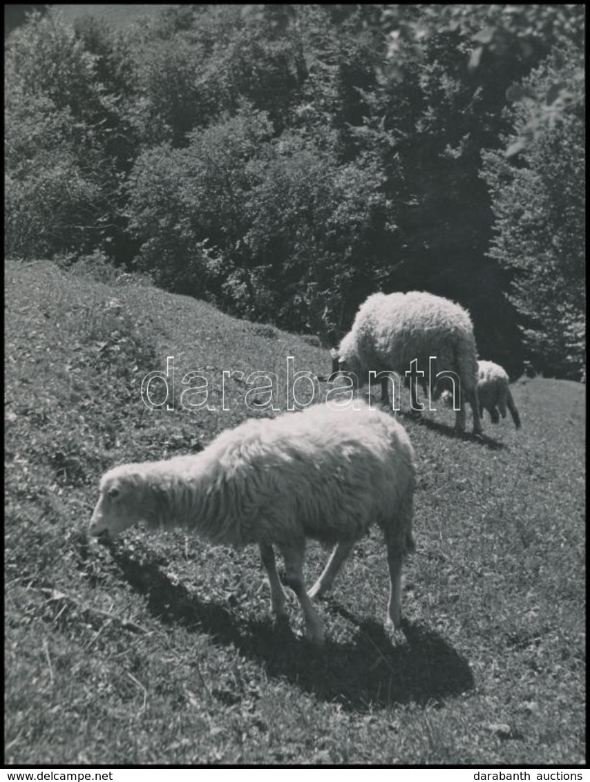 Cca 1938 Osoha László (1899-1970) Budapesti Fotóművész Hagyatékából 2 Db Vintage Fotó, Az Egyik Pecséttel Jelzett, 23x17 - Andere & Zonder Classificatie