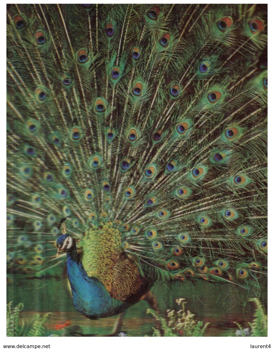 (800) 3-D  Peacock Bird - Carte De Paon En 3 Dimension - Oiseaux