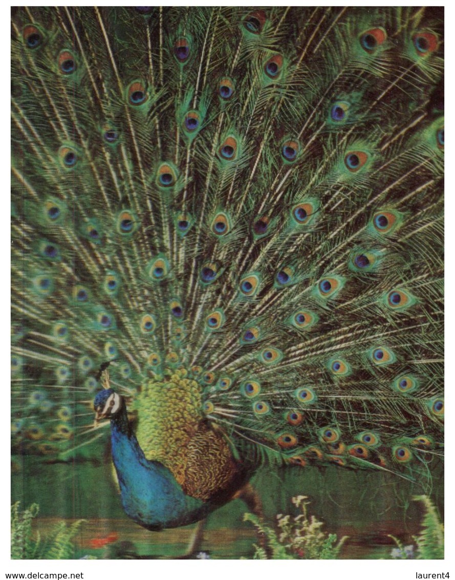 (800) 3-D  Peacock Bird - Carte De Paon En 3 Dimension - Vögel