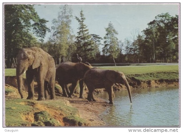 CPM - PARC ZOO DE THOIRY EN YVELINES - ELEPHANTS AU BAIN - Edition Combier - Autres & Non Classés