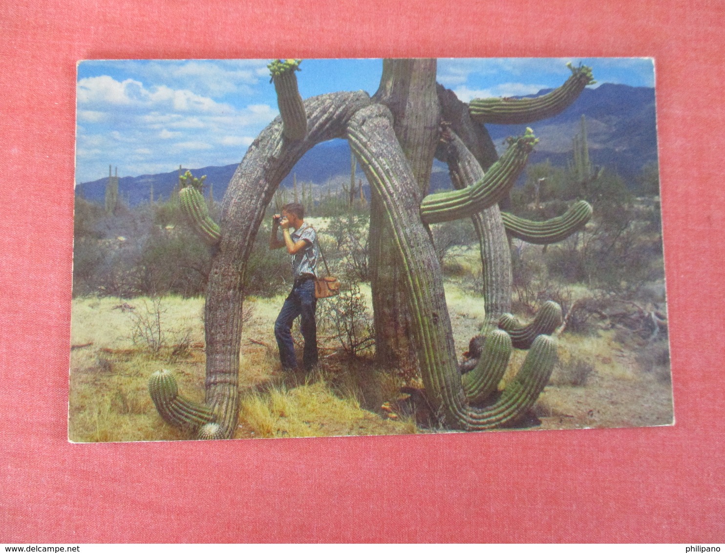 Saguard Cactus - Ref 3052 - Cactus