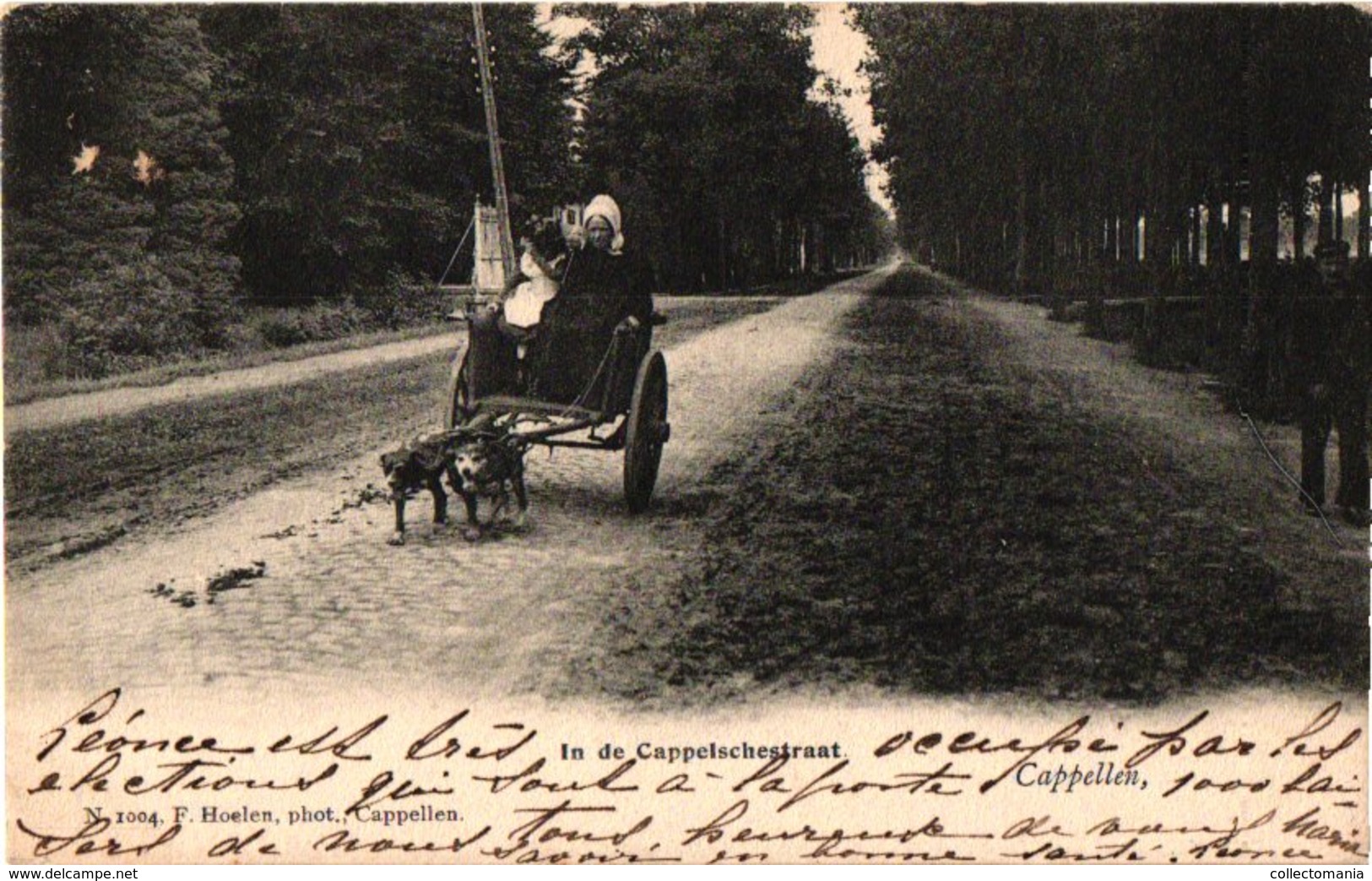 1postkaart HOELEN 1004  Capellen C1903   Attelage De Chiens- Wandeling Met 2 Trekhonden In De Cappelschestraat - Kapellen