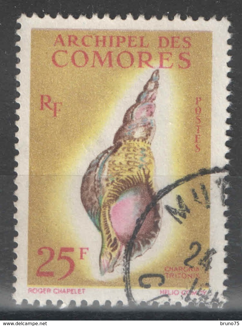 Comores - YT 24 Oblitéré - 1962 - Coquillage - Shell - Used Stamps