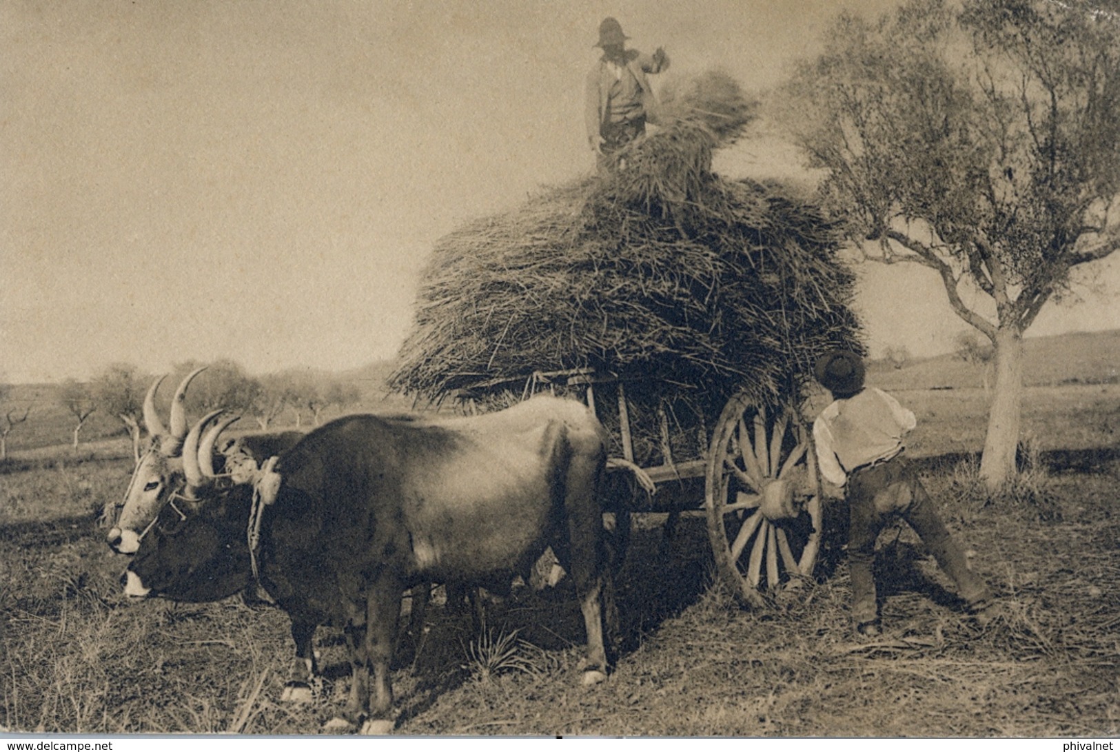 TARJETA POSTAL SIN CIRCULAR , ETNOGRAFIA , CARRO TIRADO POR BUEYES EN LABORES AGRÍCOLAS - Europa