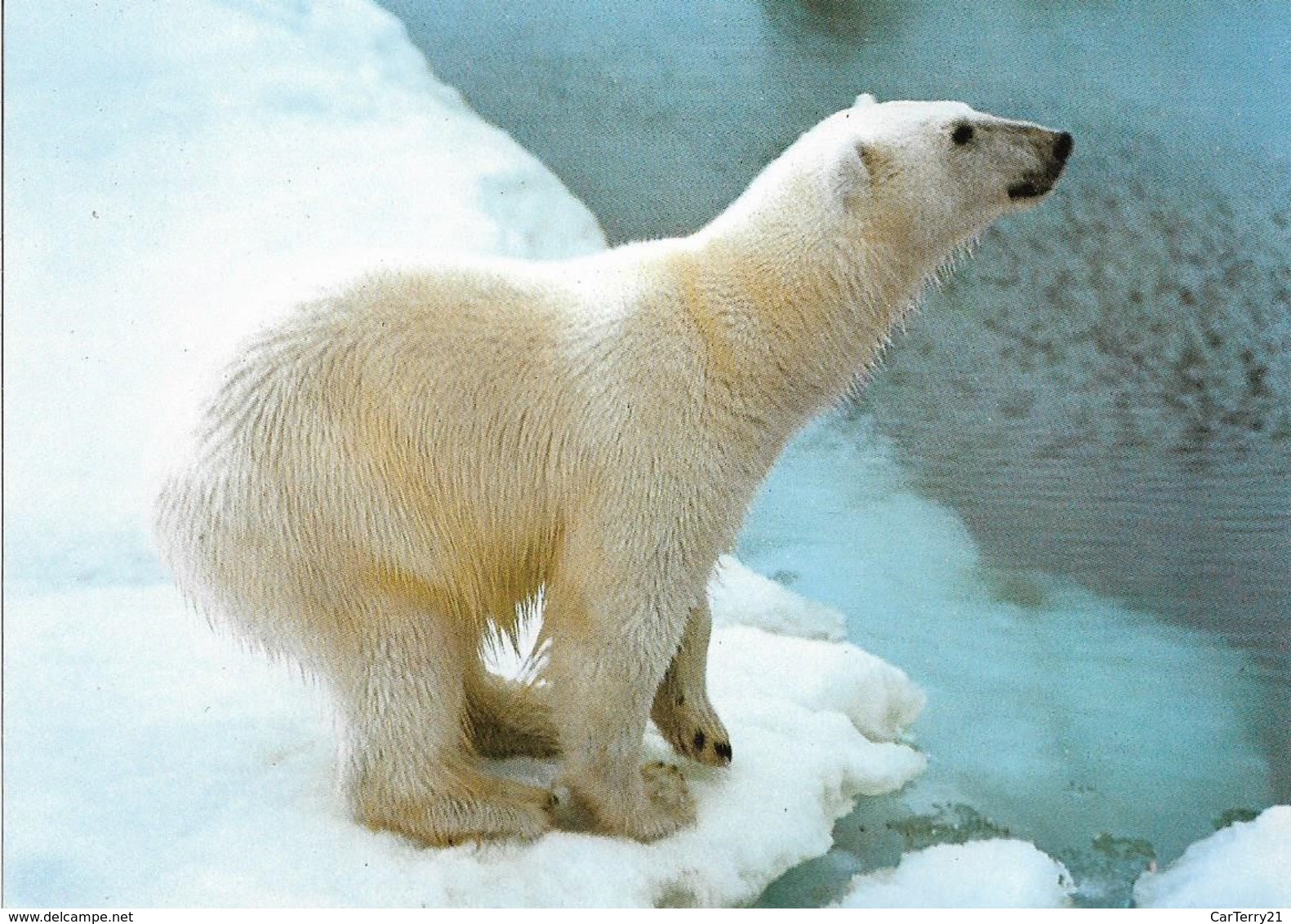 CPM. NORVEGE. OURS BLANC. - Bären