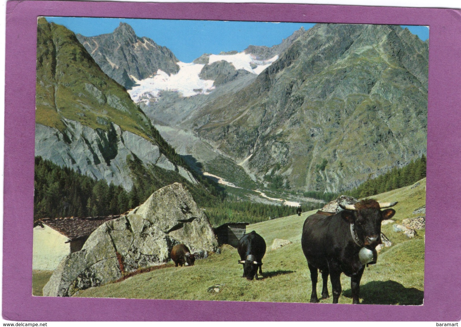 VS   Orsières Sur L'Alpage à Ferret Au Fond Le Tour Noir 3855 M - Orsières