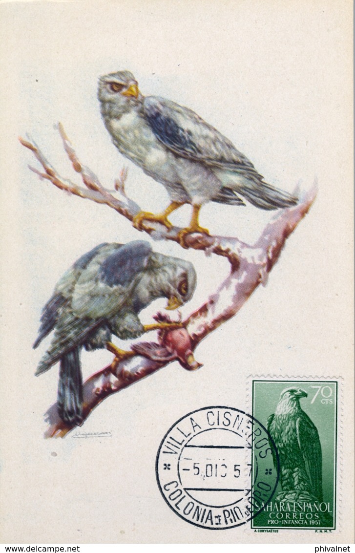 1957 , SAHARA ESPAÑOL , TARJETA POSTAL , MAT. DE VILLA CISNEROS , ED. 141 , ÁGUILA POMARINA , AVES DE PRESA - Sahara Español