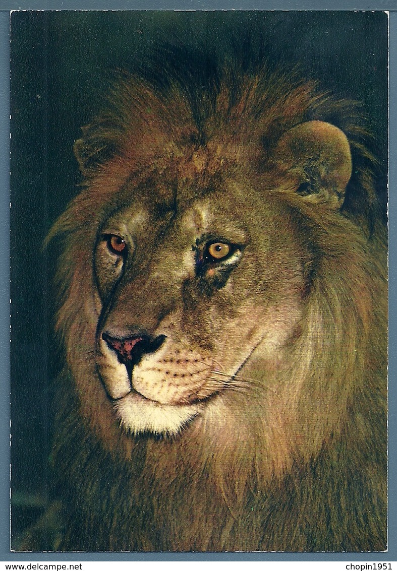 • CPM - ZOO DU TERTRE ROUGE à LA FLÈCHE  (Jacques Bouillault) - LION - Lions