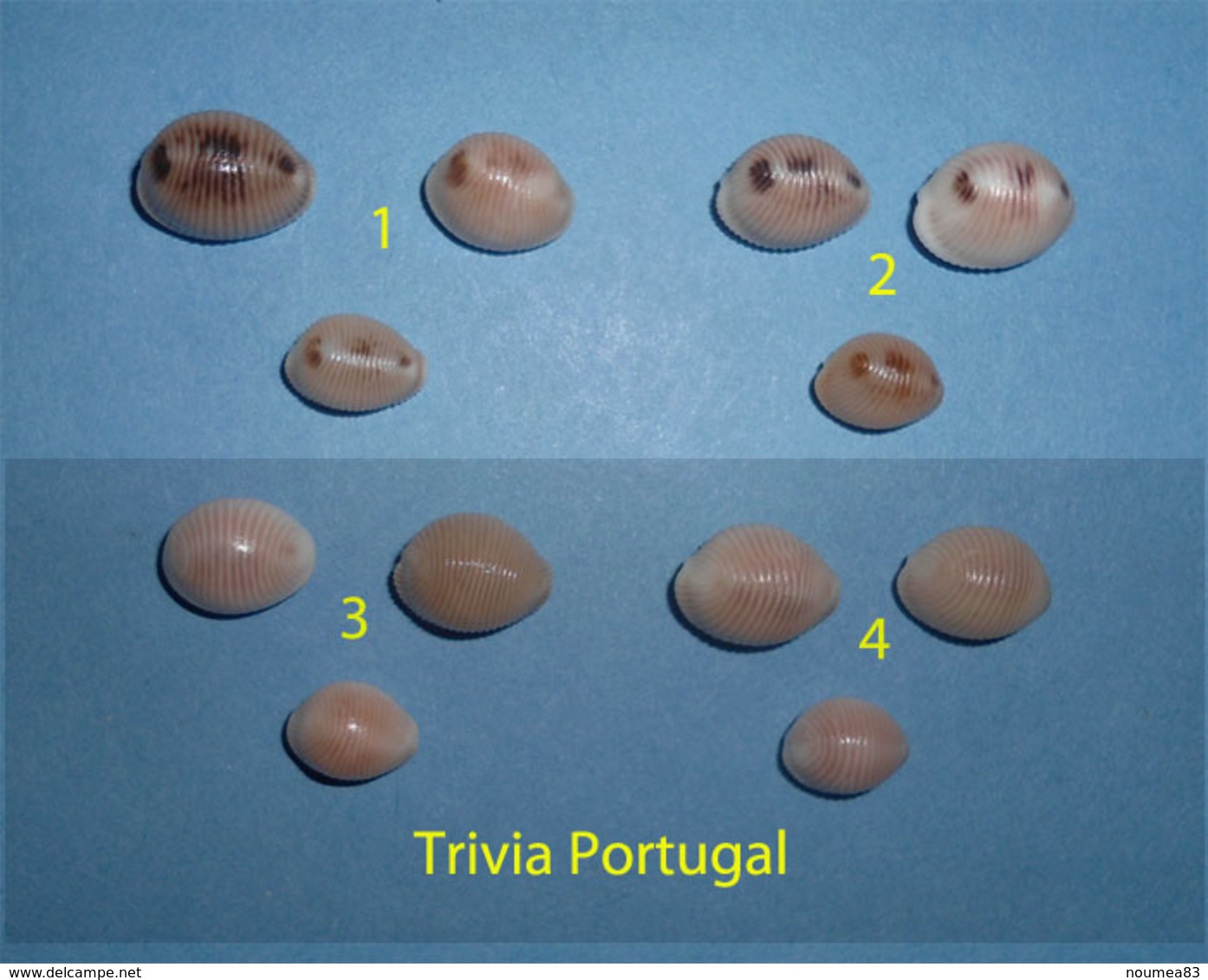 Trivia Arctica Portugal Lot N°4 - Conchas Y Caracoles