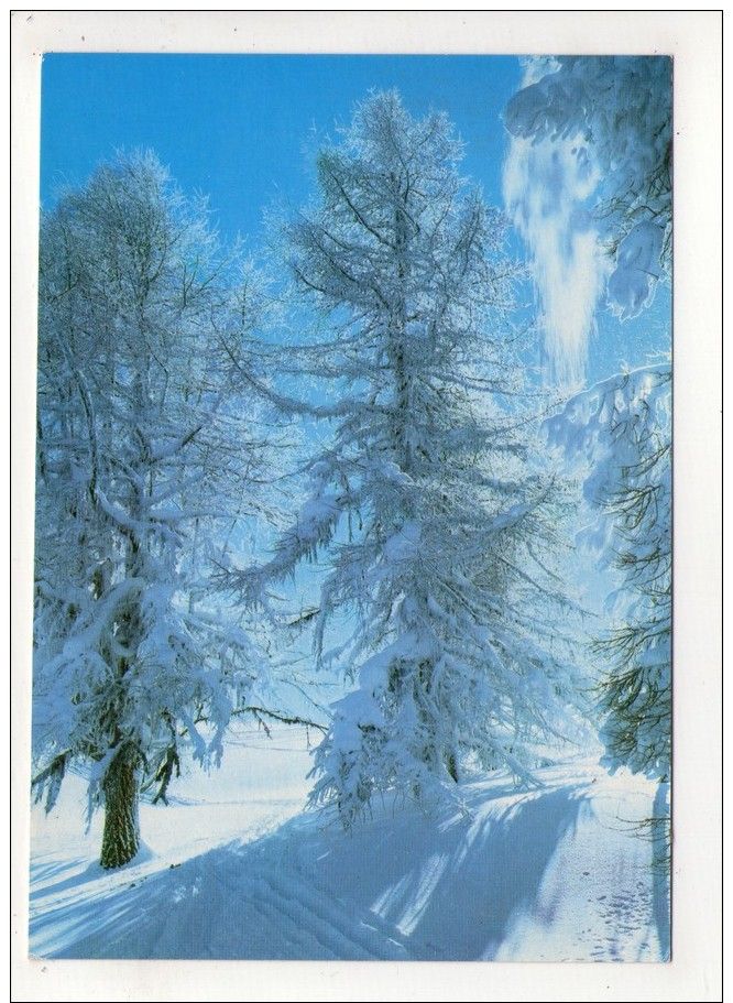 CP 10*15-WY1504-SAPINS SOUS LA NEIGE 1984 - Alberi