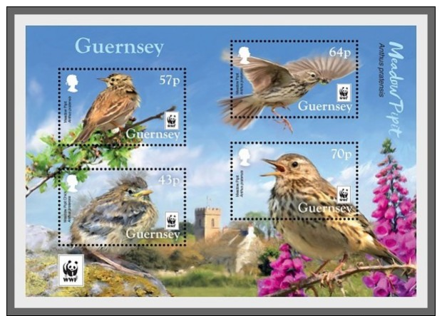 H01 Guernsey 2017 WWF Meadow Pipit Birds MNH Postfrisch - Guernesey