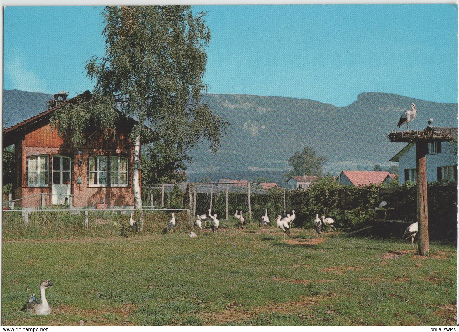 Schweiz. Vogelwarte Sempach - Ansiedlungsversuch Von Störchen In Altreu, Versuchsgehege - Photo: A. Geiser - Autres & Non Classés