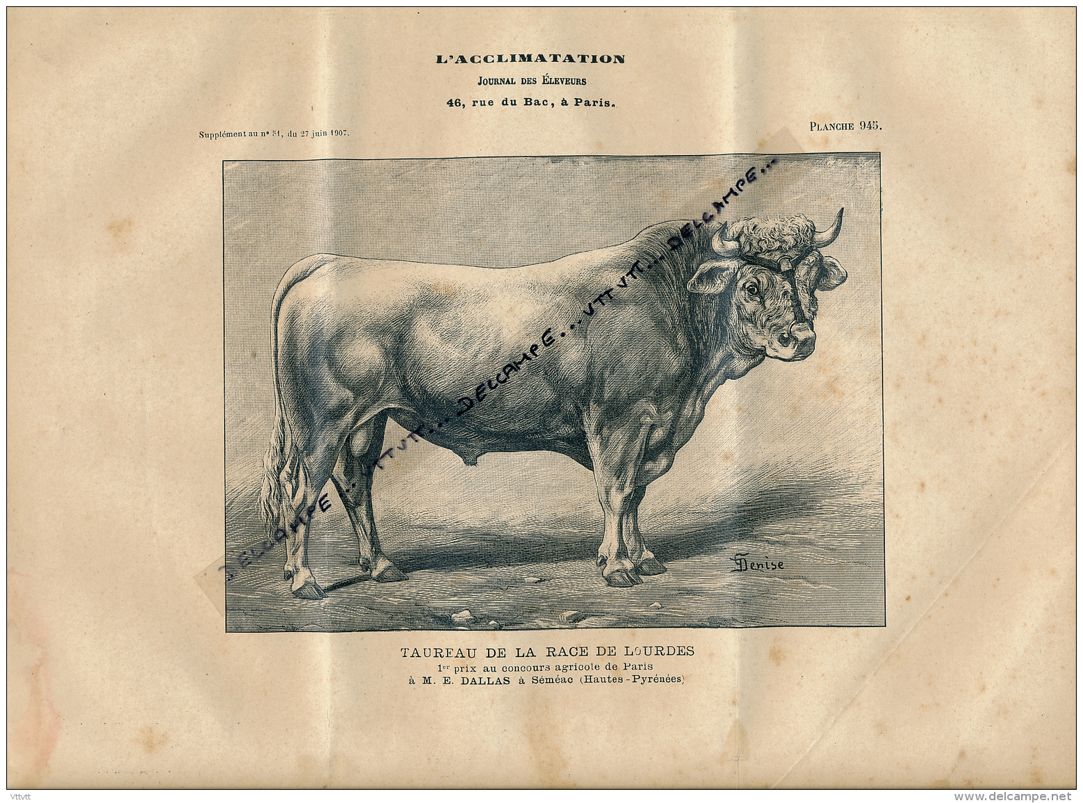 1907 : Taureau, RACE DE LOURDES, Premier Prix à Paris, Séméac, Planche Du Journal Des Eleveurs L'Acclimatation - Animali