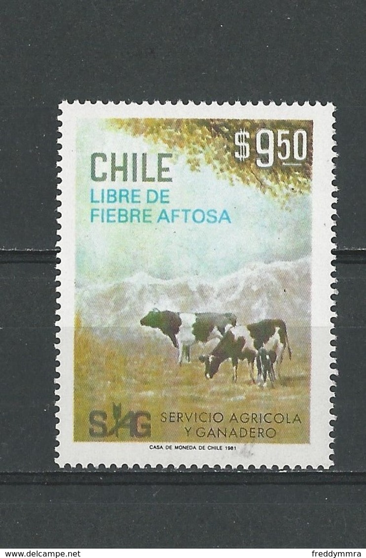 Chili: 558 ** Bovins - Vaches