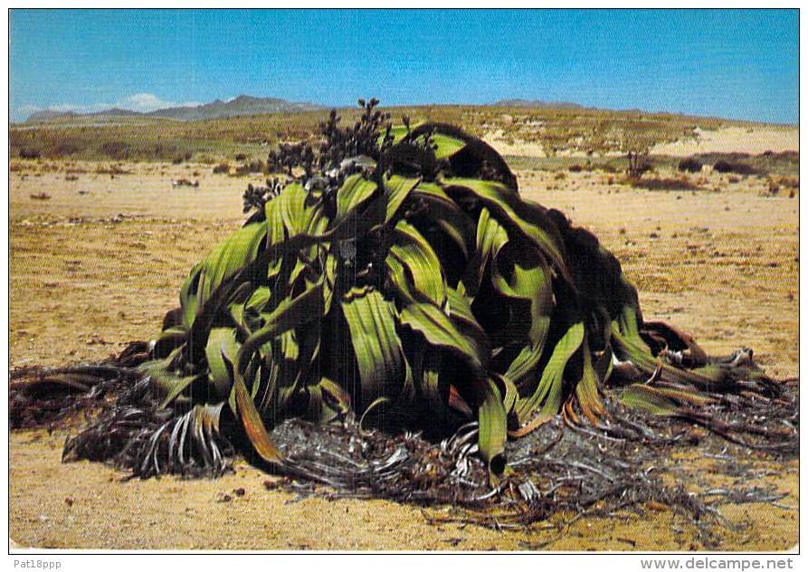 ** Lot De/of 3 Postcards Cartes *** NAMIBIE Namibia SWA - ARBRE Tree Arbre Bome Boom Albero - CPSM GF Africa AFRIQUE - Namibie