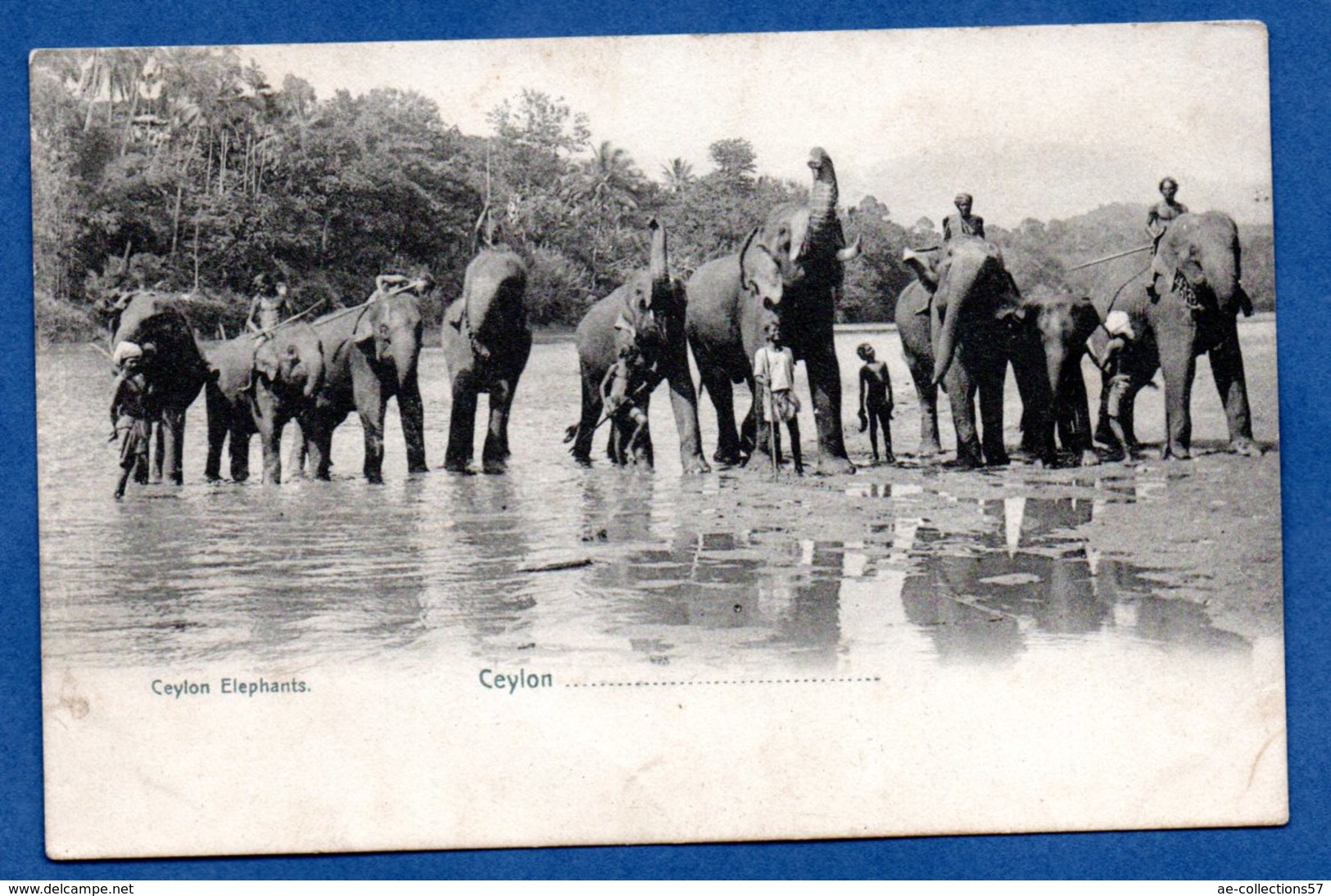 Ceylon Elephants - Sri Lanka (Ceylon)