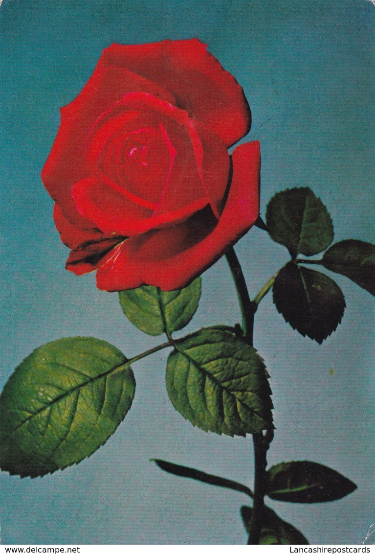 Postcard Red Rose Close Up Study My Ref  B22916 - Flowers