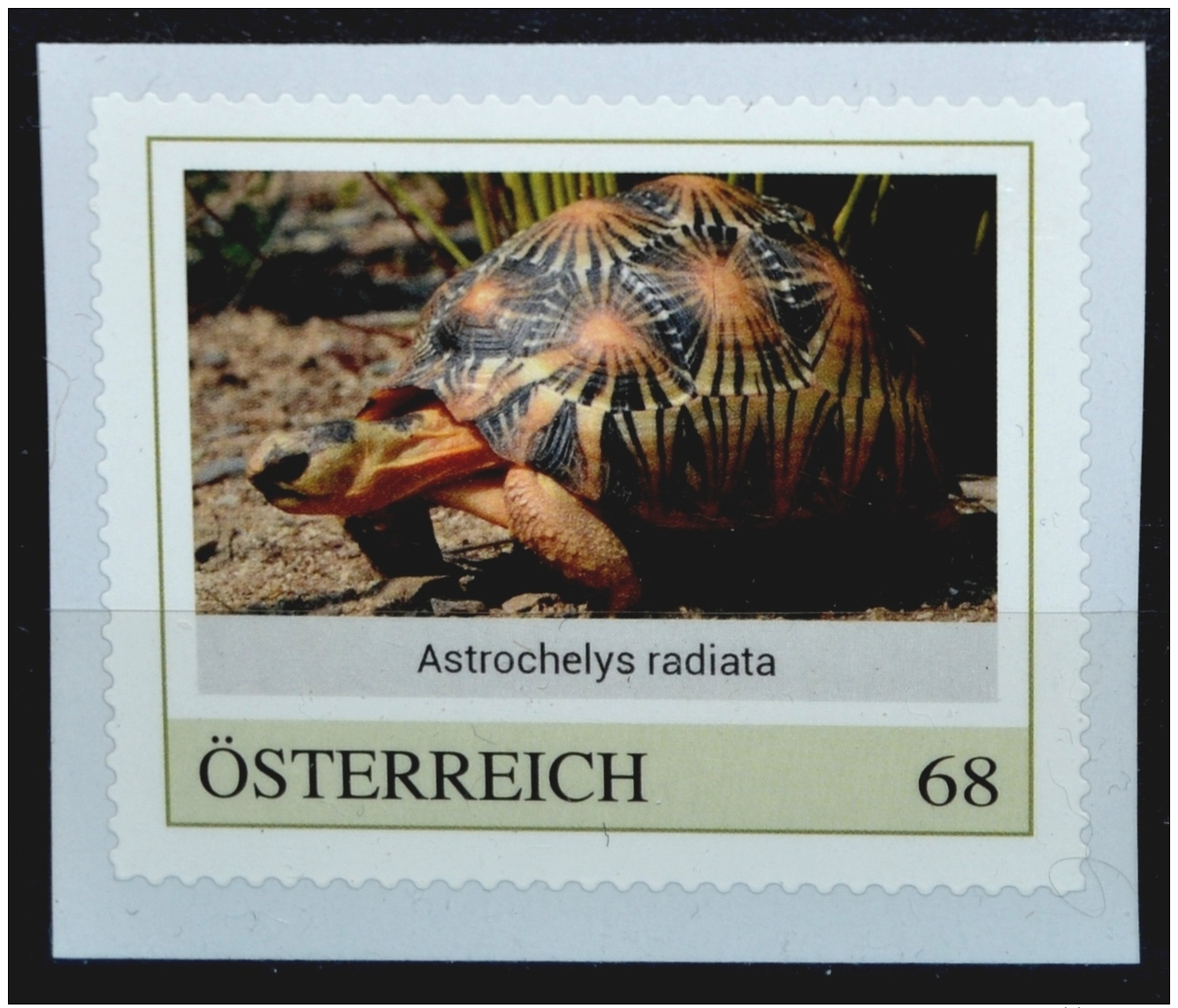 SPECIAL EDITION AUSTRIAN POST - H799 Strahlenschildkröte, Astrochelys Radiata, Turtle, Tortue, Tortuga, AT 17** - Autres & Non Classés