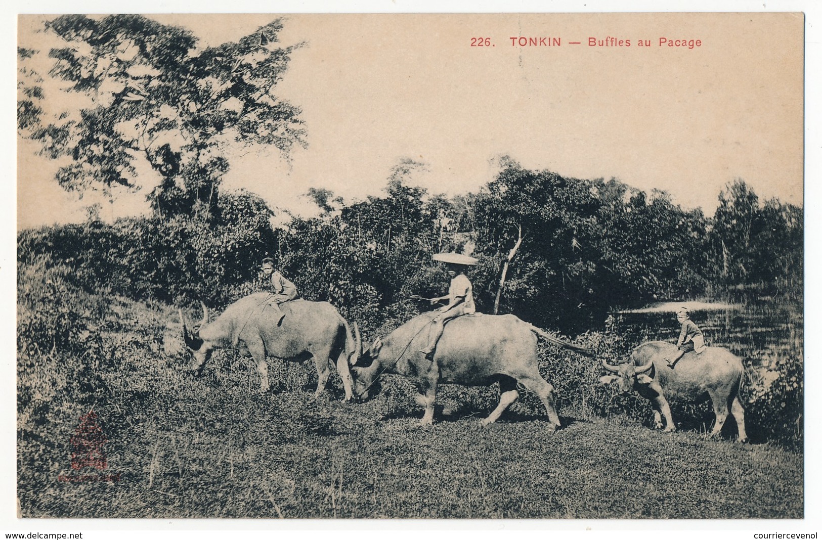 CPA - TONKIN - Buffles Au Pacage - Viêt-Nam