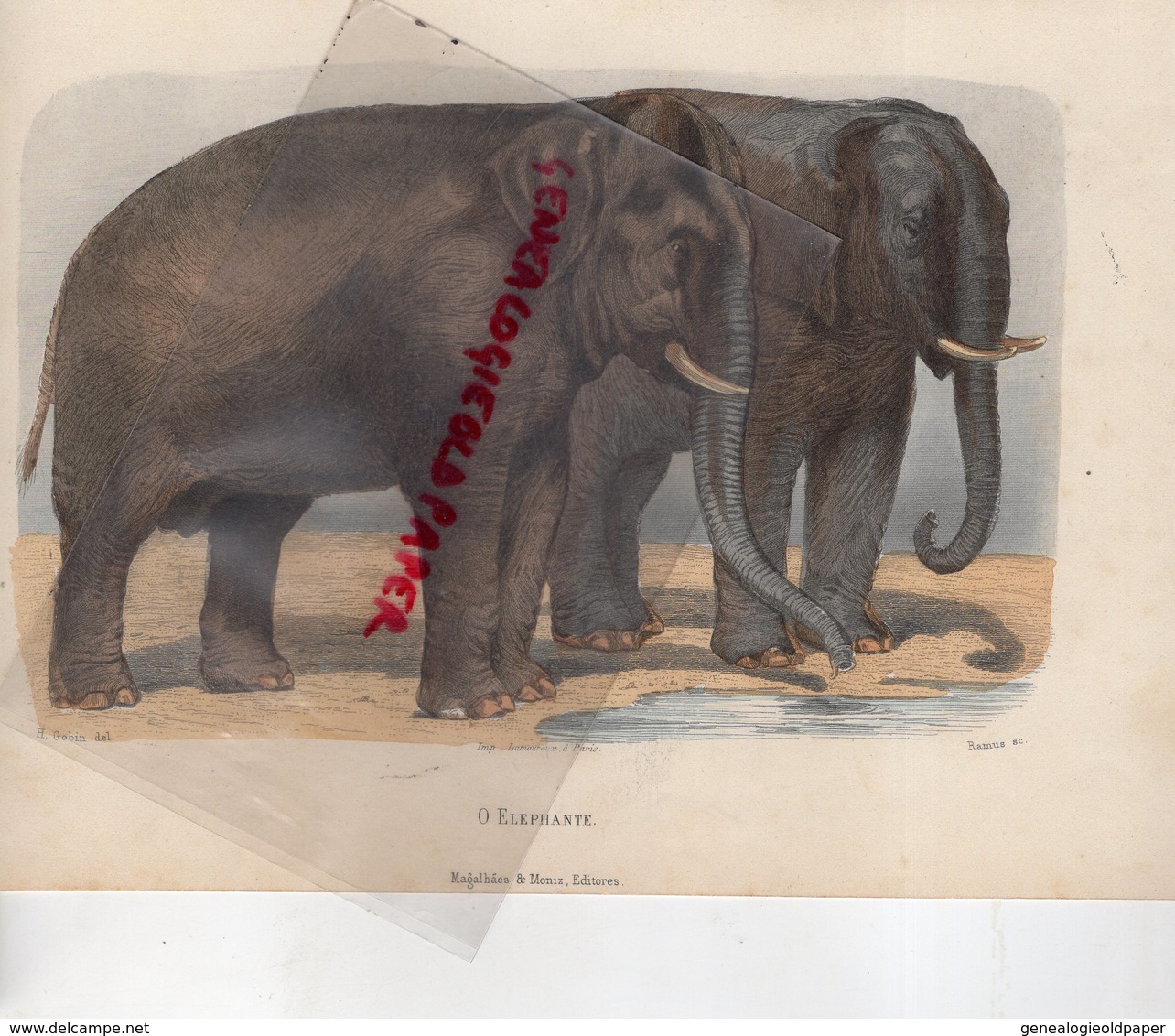 GRAVURE ANCIENNE COCLORISEE ELEPHANT - O ELEPHANTE-EDITEUR MAGALHAES & MONIZ- GOBIN - RAMUS-BUFFON - Estampes & Gravures