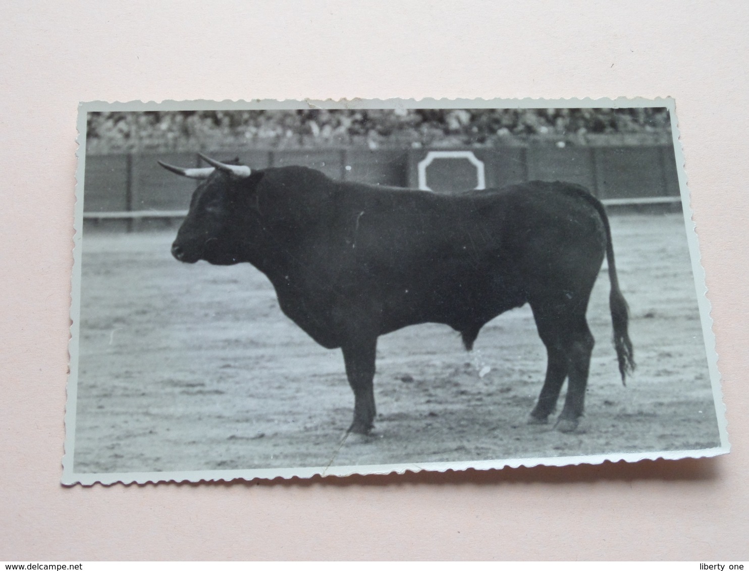 SERRANO Bull / Stier > 19?? ( Zie Foto's ) PhotoCard ! - Photographie