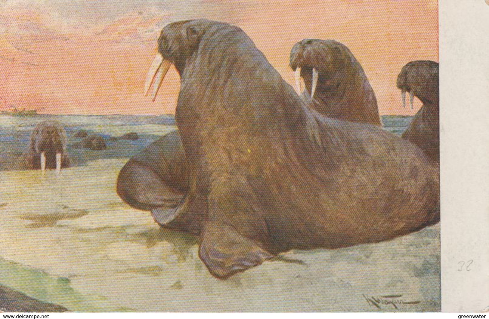 Walruss  Postcard  (40424B) - Faune Arctique